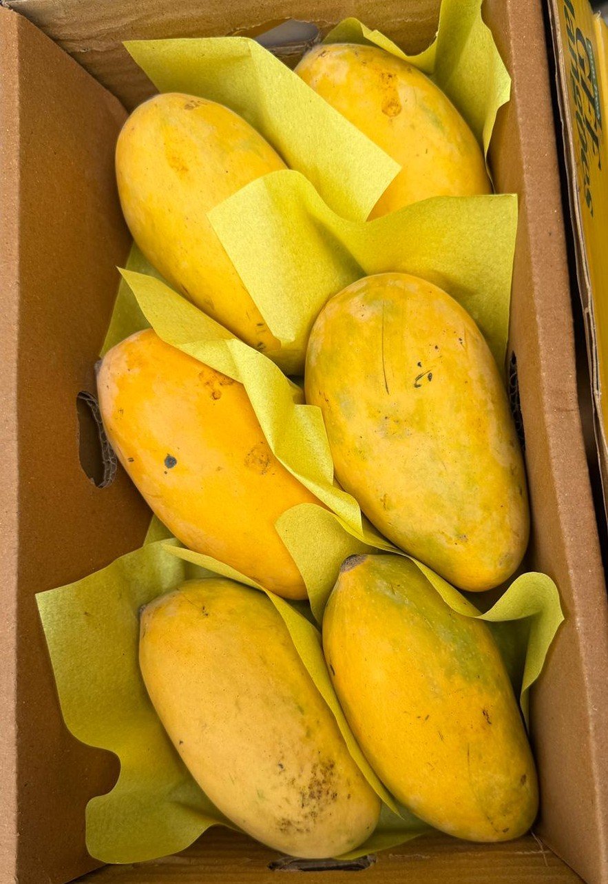 Medium Box 5-6 Pieces Pakistani Sindhri Mangoes